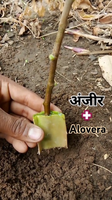 grafting se anjeer kaise ugaye #fruitgrowing #grafting #cuttingskills