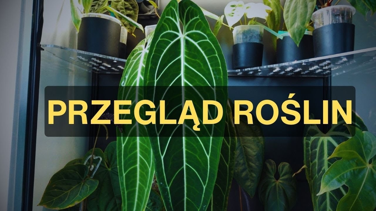 Przegląd roślin: regał i witryny #roślinydomowe #roślinydoniczkowe #anthurium