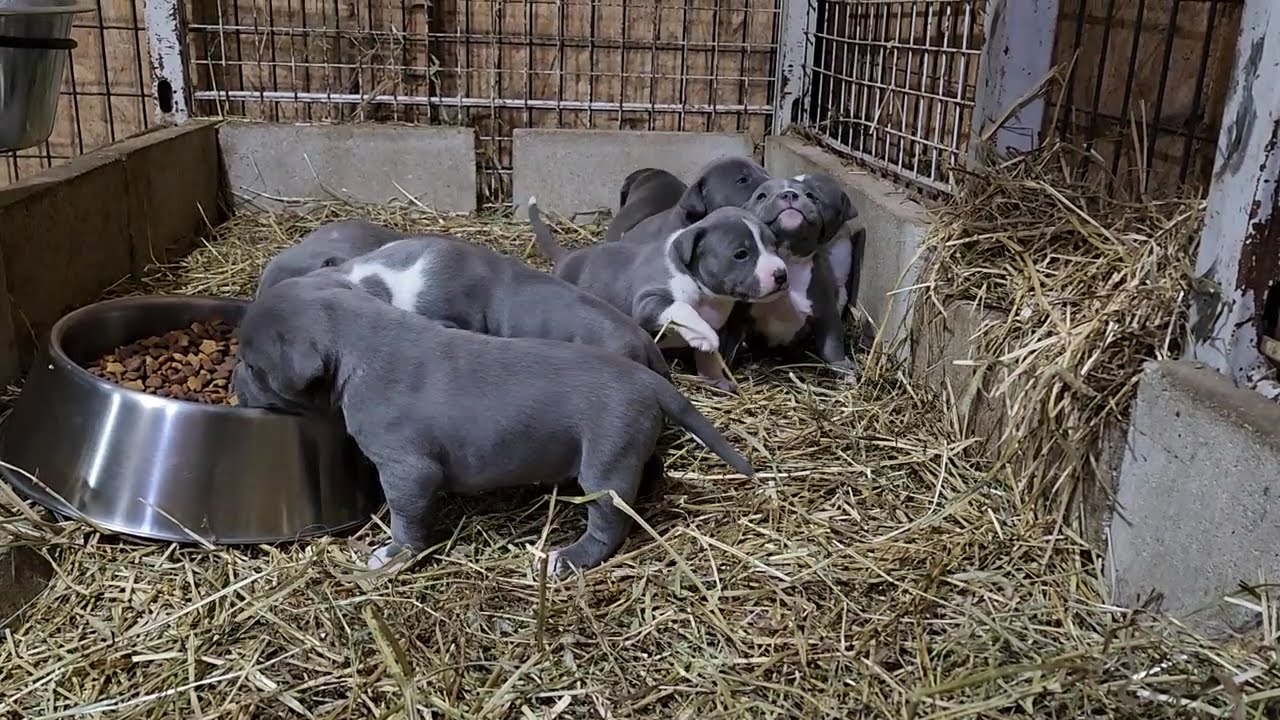 Les plus adorable petit bully