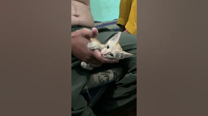 Video 9876161: baby cats kitten meowing, cats kittens meowing cute, cat kitten baby love, funny kittens baby cats