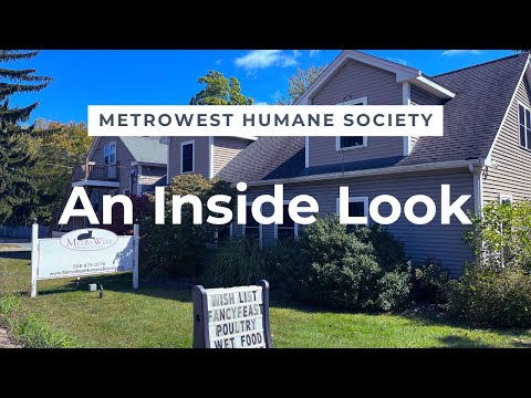 MetroWest Humane Society: An Inside Look