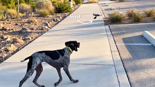 My Dog Was Attacked By A Bird *Too Funny by Tundra The GSP 4,961 views 11 months ago 3 minutes, 2 seconds