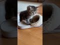 Tiny Kitten vs Slipper