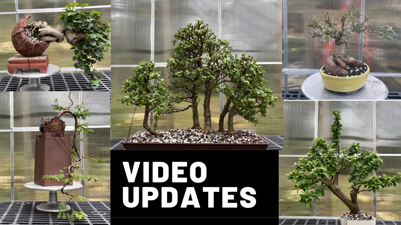 Video Updates Happy Bonsais Happy Life The Bonsai Supply YouTube
