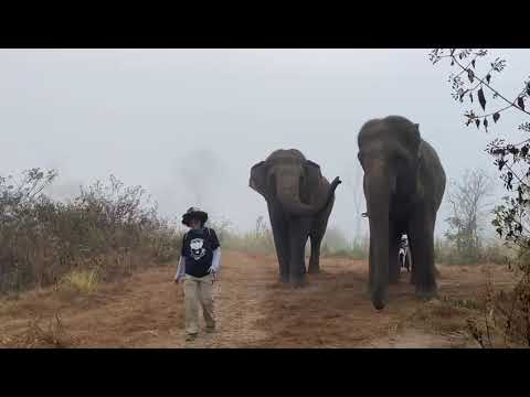 Julie Ow at Thom's Pai Elephant Camp 2026