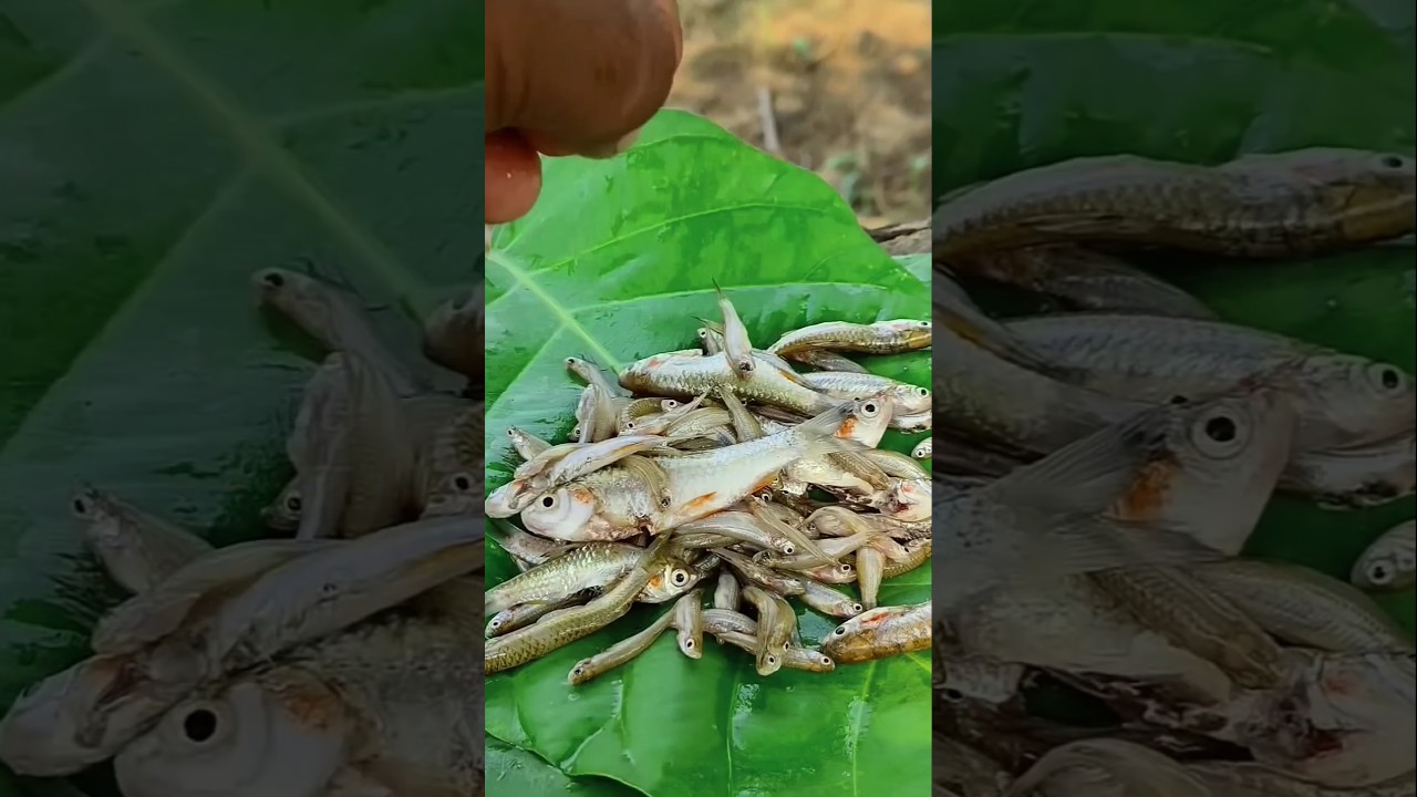Desi riverfish fry.