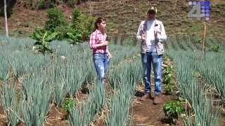 POR EL CAMPO CULTIVO DE CEBOLLA