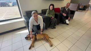 Meet Timpani: Adoption Tuesday! by Williams Toyota Of Binghamton 37 views 4 weeks ago 2 minutes, 15 seconds