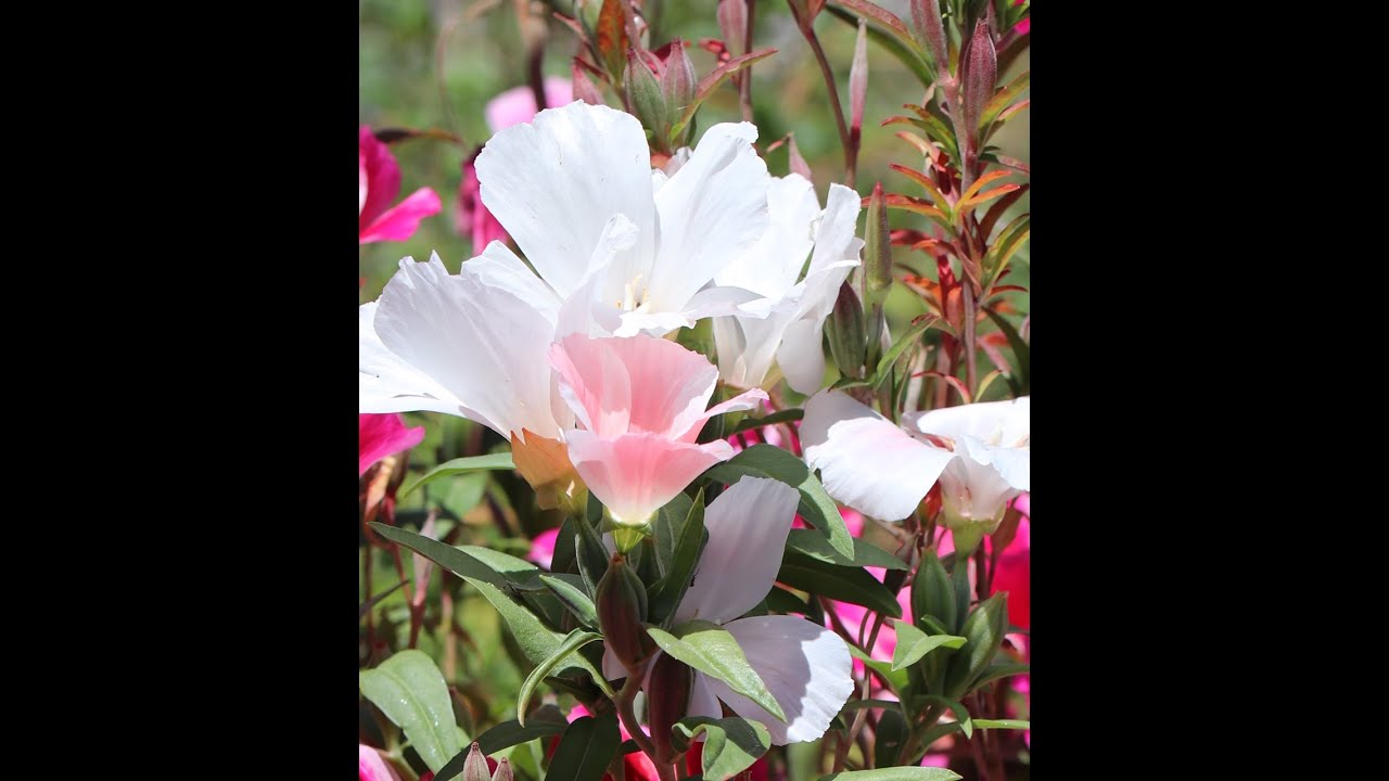 Saving Clarkia Seeds