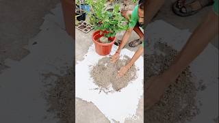 Lemon Tree Planting#gardening #citrus #lemon #easytogrow #fruitplant #terrecegarden #chadbagan