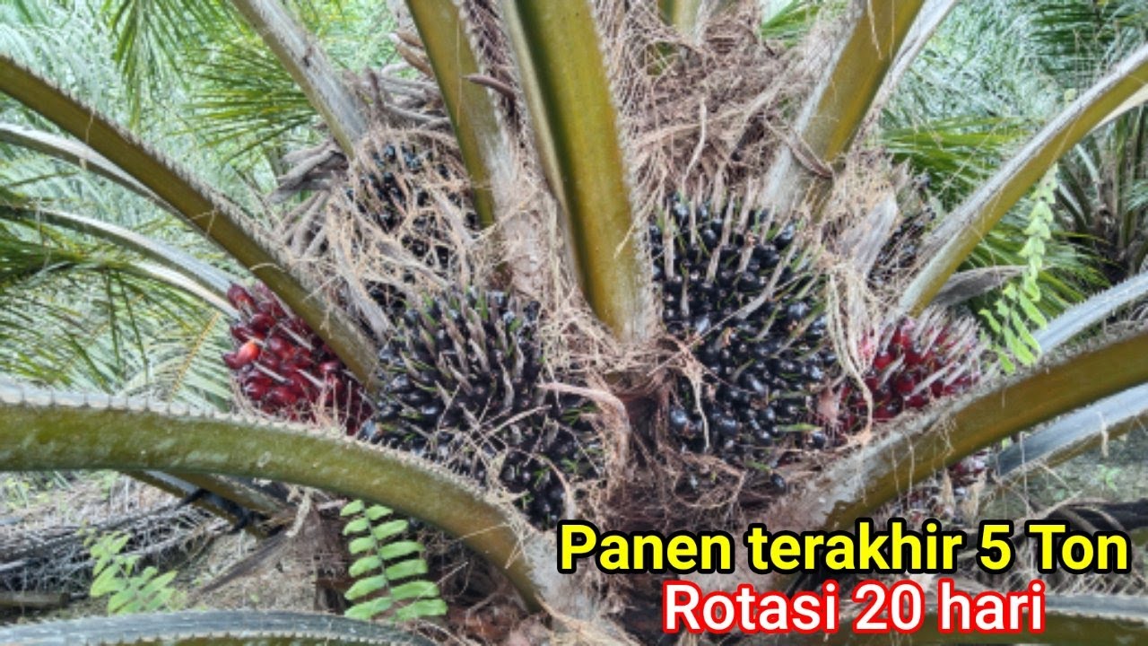 Panen Jenis UNGGUL PPKS 540 ditanam dilahan BUKIT Tahun tanam 2017, COBA KITA CEK HASILNYA?