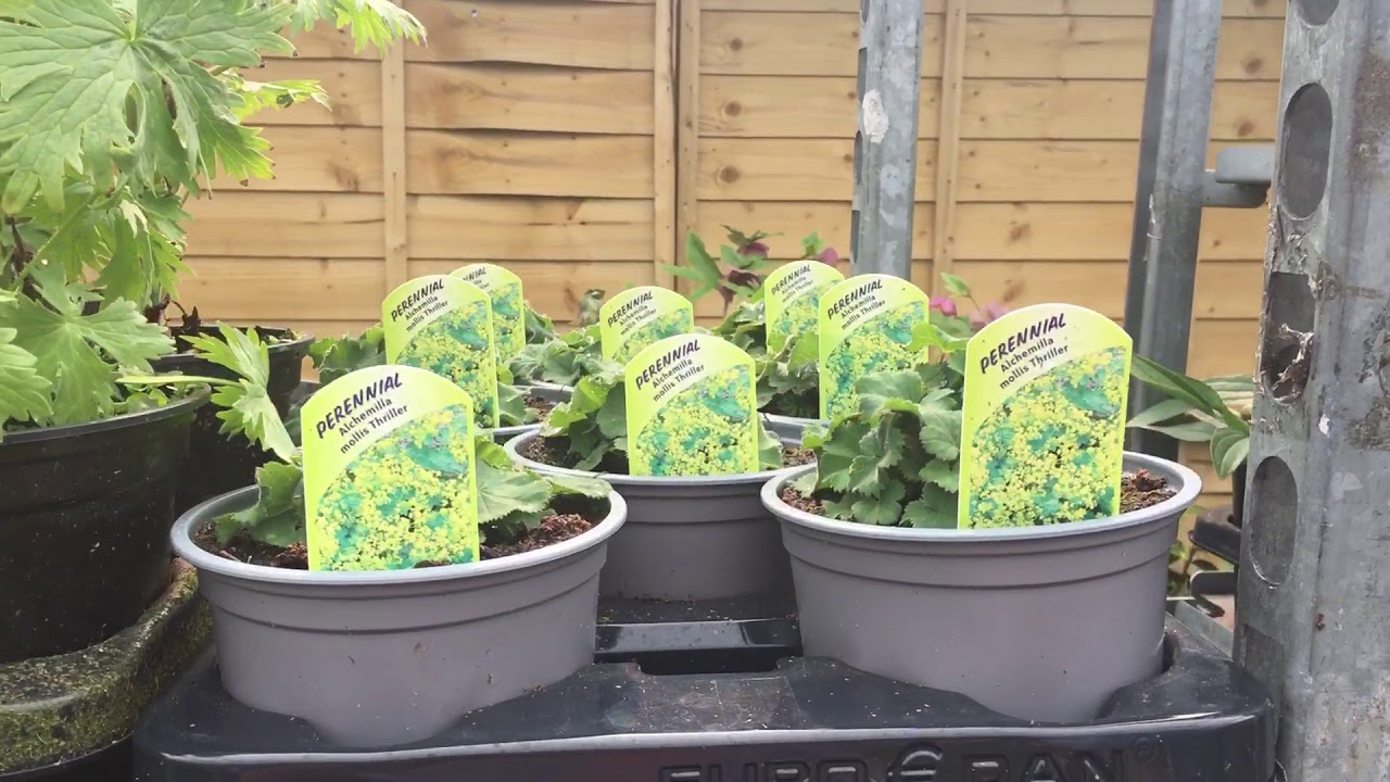 Homegrown Perennials