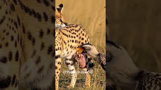 A Birds Gentle Beak Brings Healing To The Wilds Wounds worldwildlifeday wildlife animals