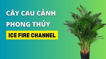 Tìm hiểu ý nghĩa Cây Cau cảnh trong phong thủy