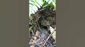 BABY BURUNG PAOK HIJAU