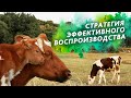 Стратегия эффективного воспроизводства. Физиология синхронизации полового цикла коров и телок.