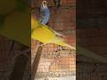 #budgiesparrots #budgielove #budgies #budgie #budgieslovers #hogoromo #shortvideo #shorts #birds