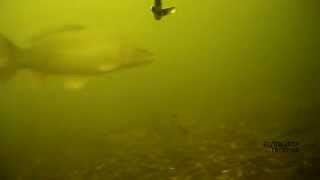 подводная охота на карпа Днепр Херсон 21-09-2014