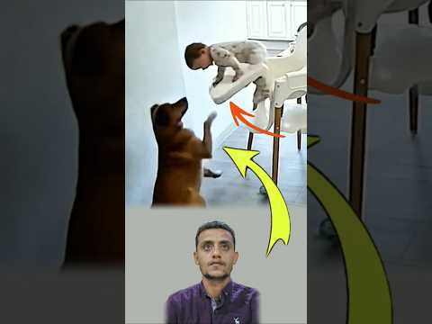 لم يكن مجرد كلب بل روح وفاء س خرت لتحمل الطفل قبل أن يمسه الأذى  