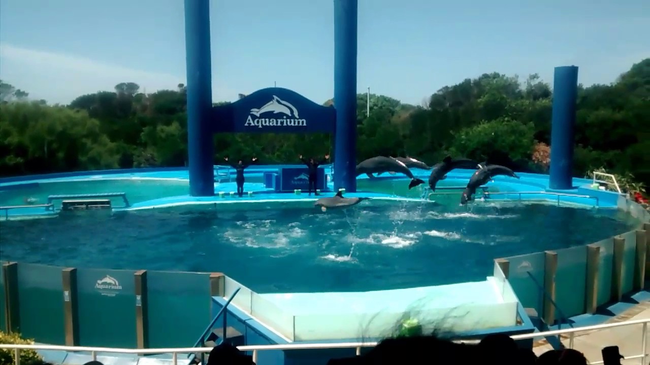 aquarium mar del plata 2017