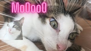 Tickling my cat | Cat Massage screenshot 1