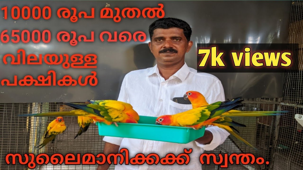 #Africangrayparrot #parrot  #Macawparrot#conurebird ലക്ഷങ്ങൾ വില വരുന്ന തത്തകളുടെ ലോകം..