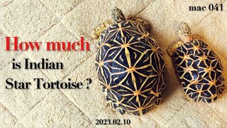 ［Indian Star Tortoise］A story about the price of the Indian star tortoise［How much］