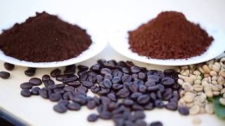 กาแฟโรบัสต้า: เลือกพันธุ์ดี มีชัยไปกว่าครึ่ง