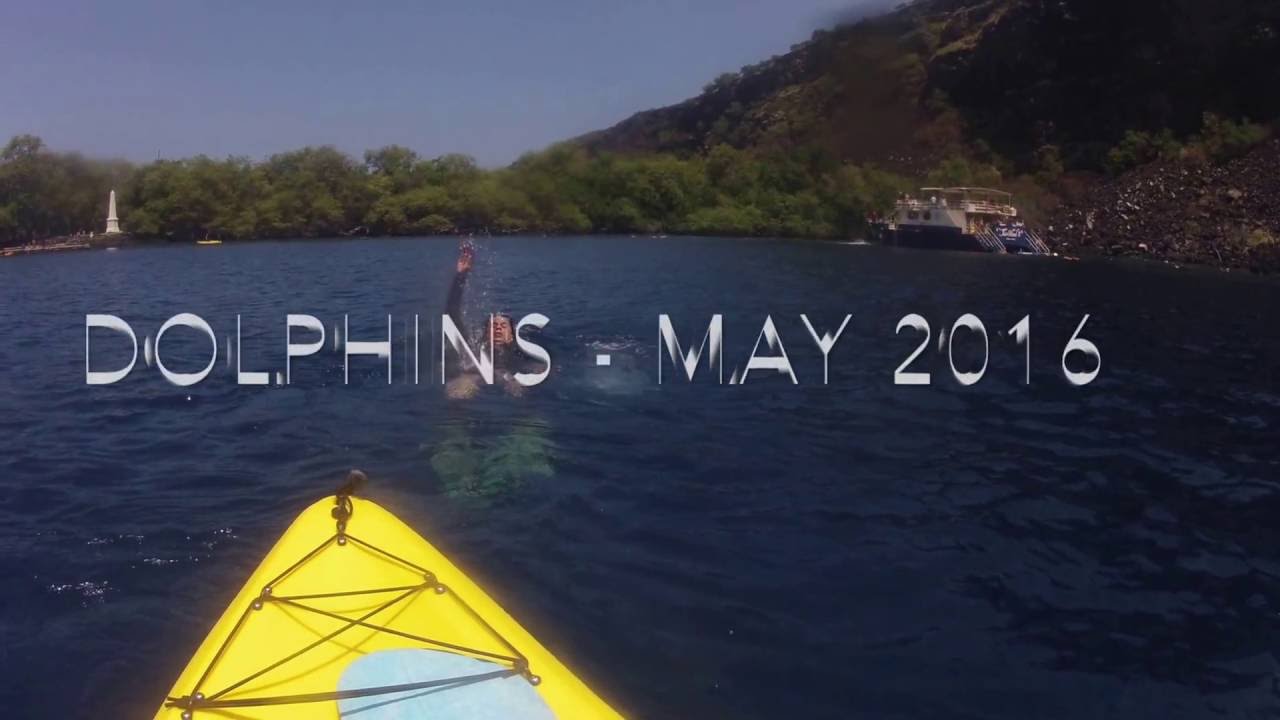 Swimming with Dolphins at Captain Cook's Bay, Hawaii YouTube