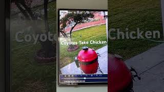 Coyotes Take My Chicken