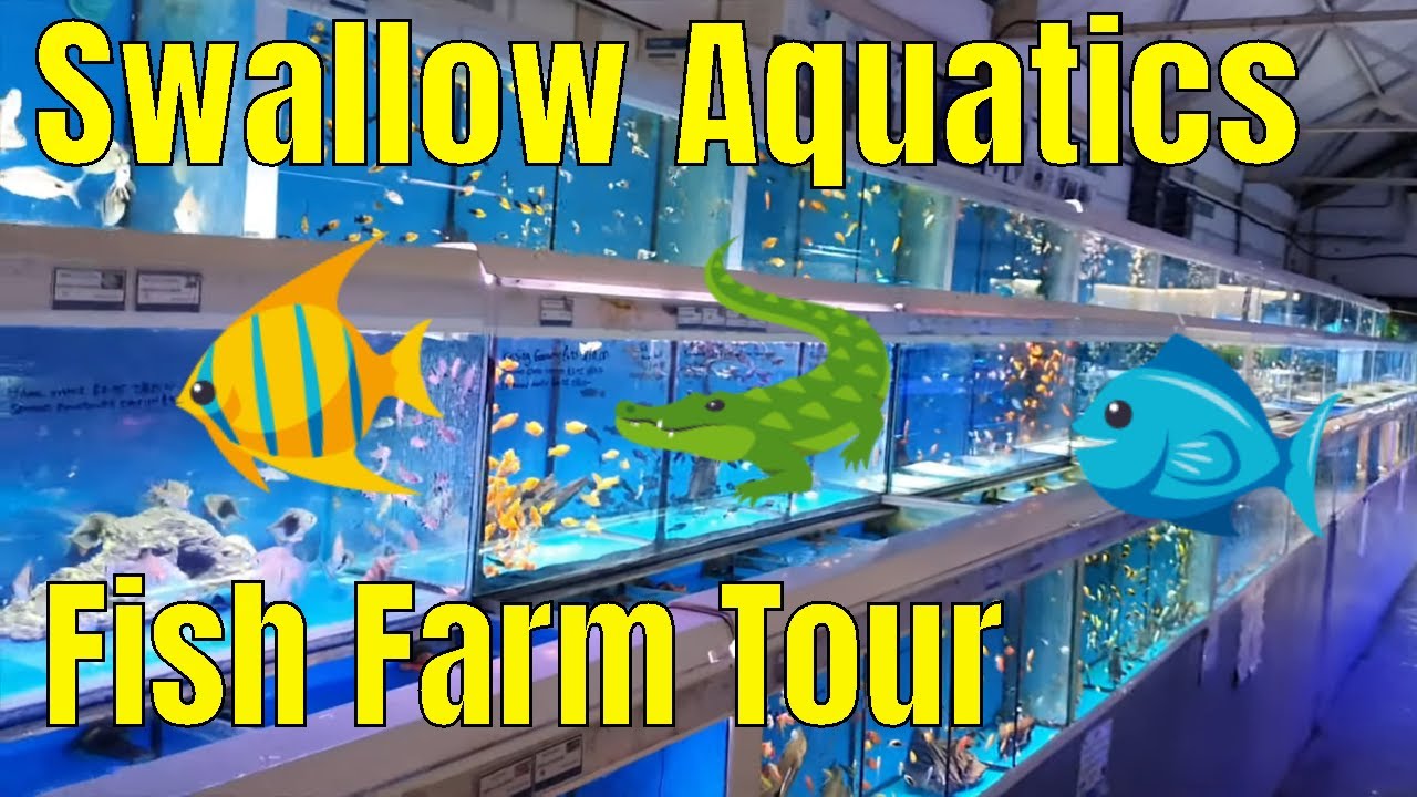 Swallow Aquatics Fish Farm Tour YouTube Swallow Aquatics Fish Farm Tour YouTube