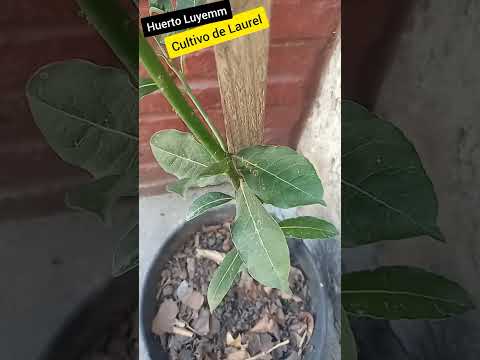 Vídeo: Laurel: cuidado em casa. Cultivando louro em casa. Laurel - foto