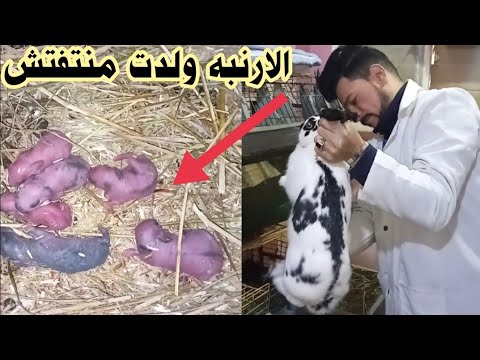 الارنبه ولدت منتفتش شعر تتصرف معها أزاى علشان تحمى الخلفه