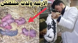 الارنبه ولدت منتفتش شعر تتصرف معها أزاى!!!!علشان تحمى الخلفه