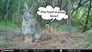 Stealth Cam G42NG Review | Day 2 (Camera over carrot?!)