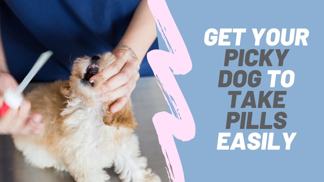 Get Your Picky Dog to Take Pills Easily YouTube