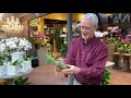 How to Repot Your Phalaenopsis Orchids with Steve Hampson