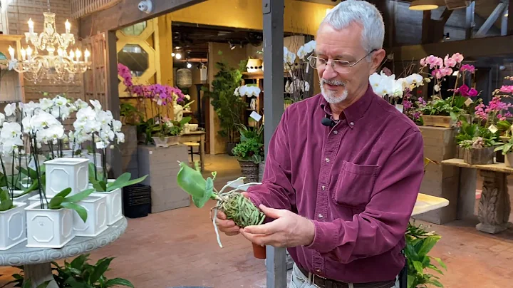 How to Repot Your Phalaenopsis Orchids with Steve ...