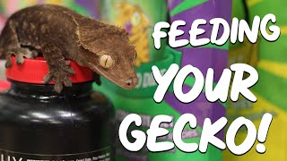 How to Feed Your Crested Gecko | PISCES PET EMPORIUM @piscespet1