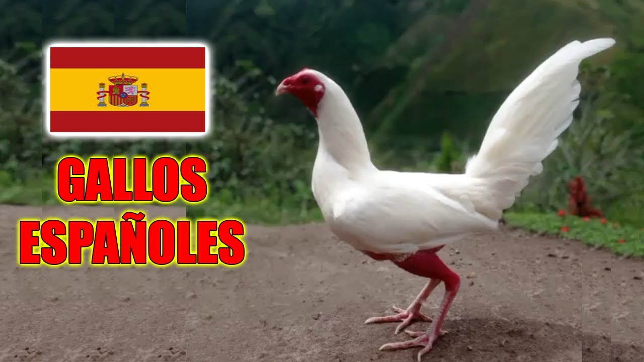 Preciosos gallos españoles 