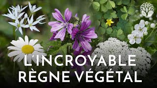 L'incroyable règne végétal : un tuto botanique en moins de 10 minutes !