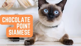 Chocolate Point Siamese Cat: History, Appearance, Temperament, and Care