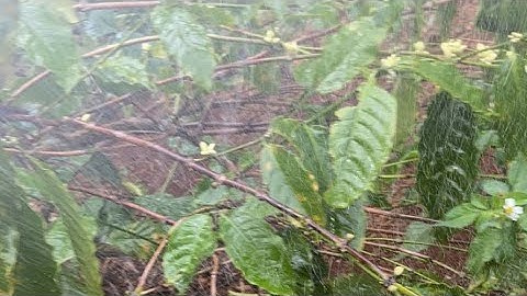 Béc SKY41 chính hãng đang tưới