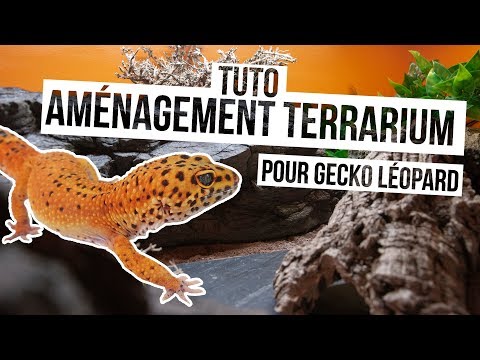 Vidéo: Notions de base pour la création d'un habitat de gecko léopard