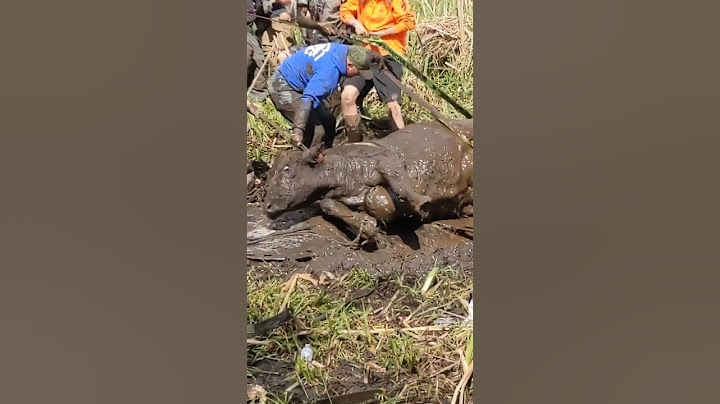 Rescuers free cow burried in mud in Northwest Oregon