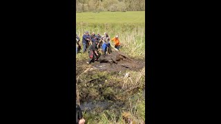 Rescuers free cow burried in mud in Northwest Oregon