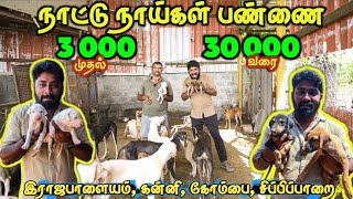 ரொம்ப கம்மி விலைக்கு தரமான நாட்டு நாய்கள்Rajapalayam,kanni dog kennel in Coimbatore #country#dogs