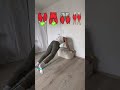 Strong Legs at Home 💪 | Bands Only