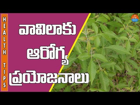 Health Benefits of Vitex Negundo | Vavilaku | Nirgundi | Telugu Health Tips | Jai Media