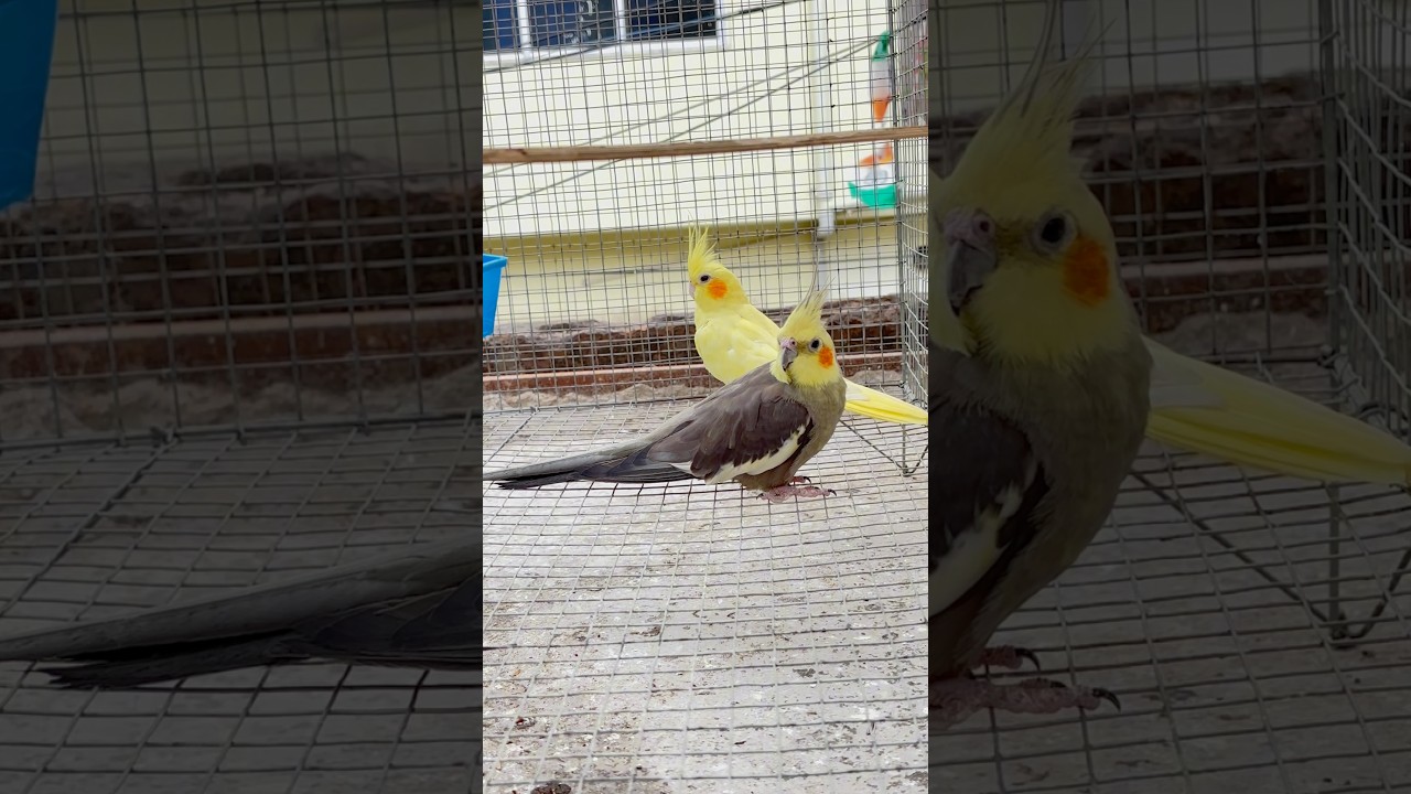 Cockatiel 🦜 ka New Breeding Pair 